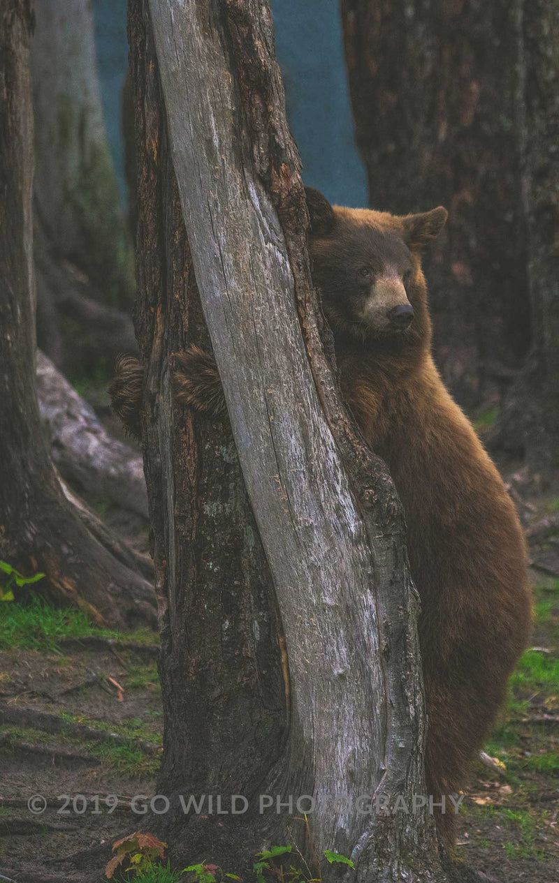 Bear Hug - Go Wild Photography [description]  [price]