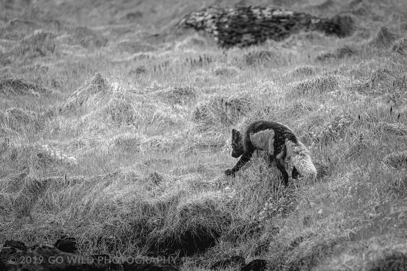 Black and Arctic Fox - Go Wild Photography [description]  [price]