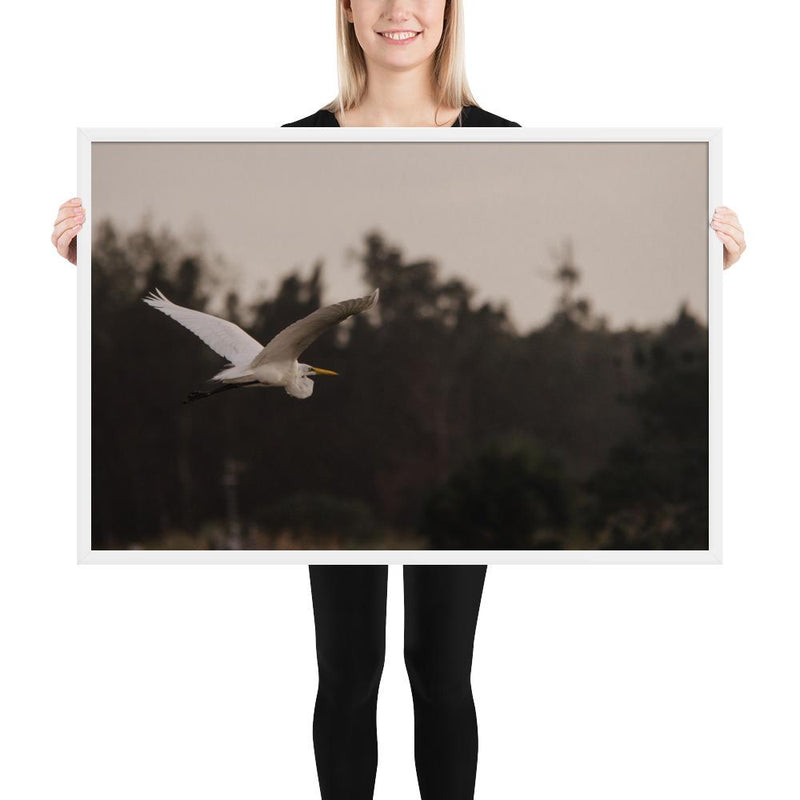 Cattle Egret - Go Wild Photography [description]  [price]