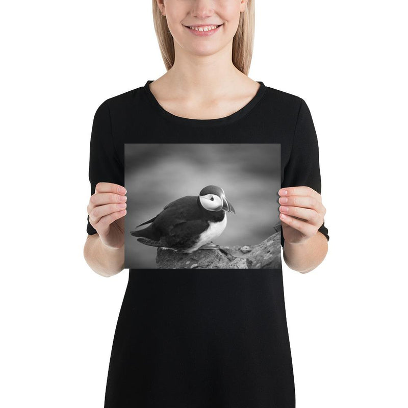 Atlantic Puffin Black and White - Go Wild Photography [description]  [price]