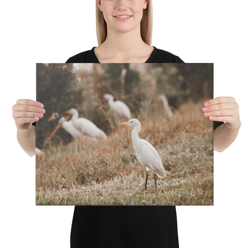 Winter Egret - Go Wild Photography [description]  [price]