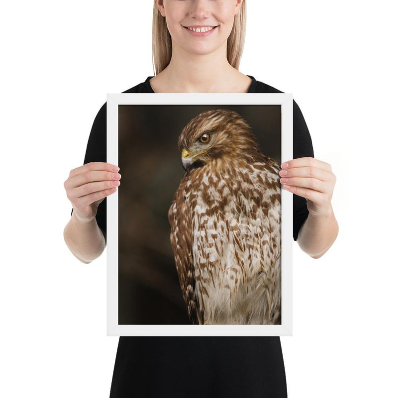 Red Shouldered Hawk - Go Wild Photography [description]  [price]