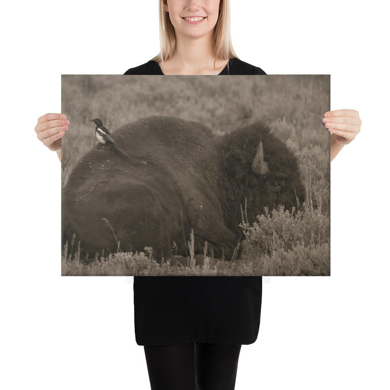 The Bison and the Magpie - Go Wild Photography [description]  [price]