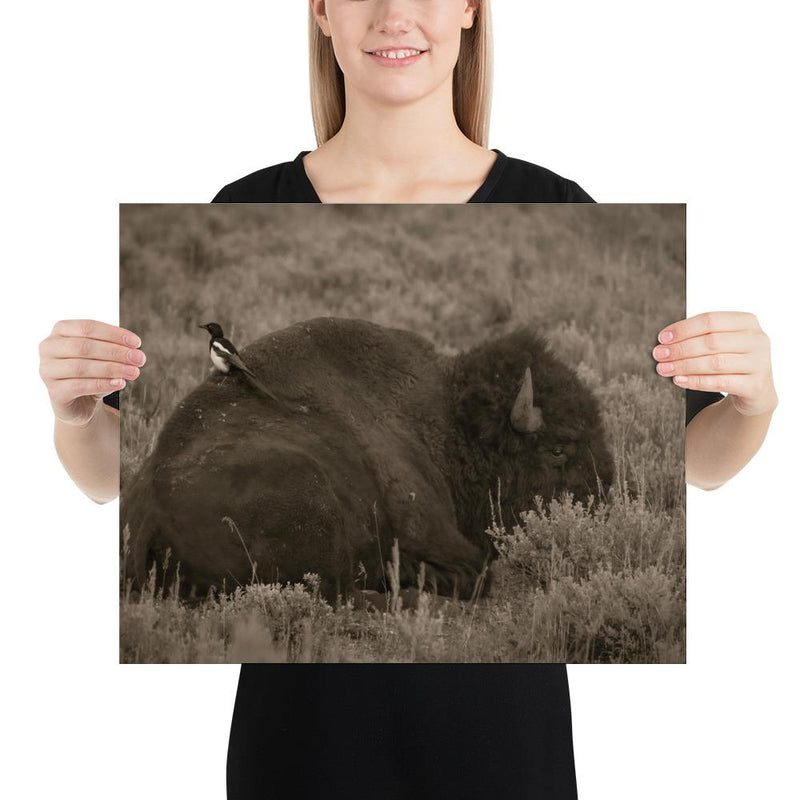 The Bison and the Magpie - Go Wild Photography [description]  [price]