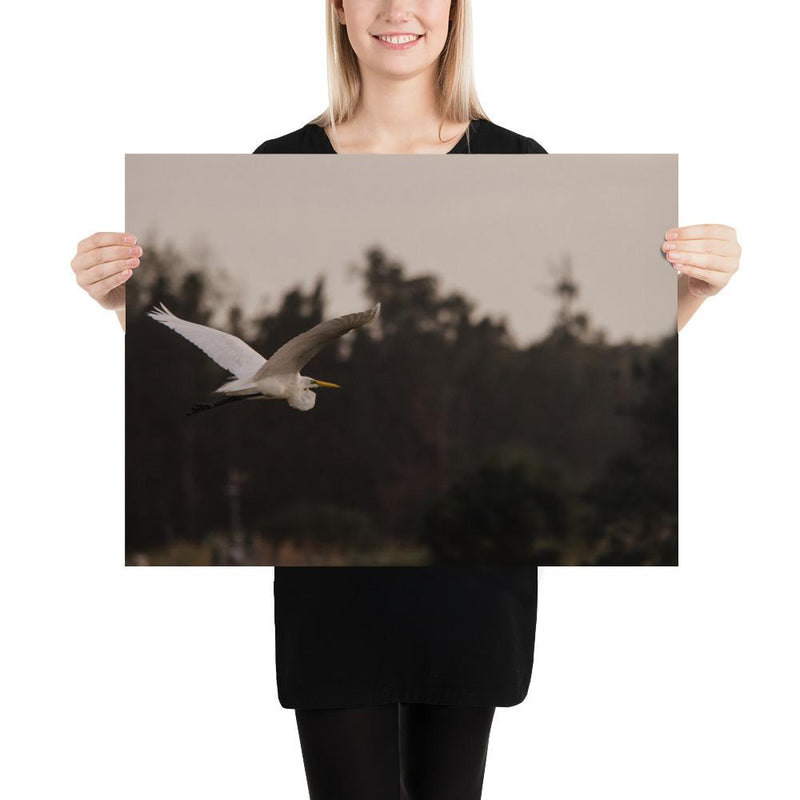 Cattle Egret - Go Wild Photography [description]  [price]