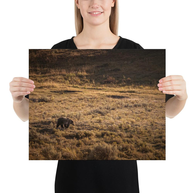 Grizzly - Go Wild Photography [description]  [price]