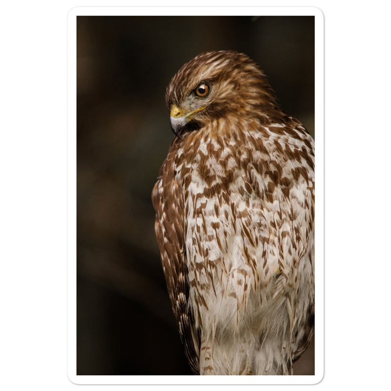 Red Shouldered Hawk Bubble-free stickers - Go Wild Photography [description]  [price]