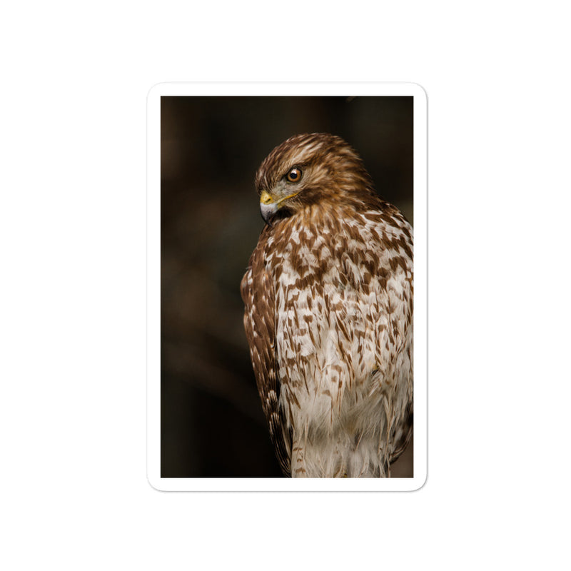 Red Shouldered Hawk Bubble-free stickers - Go Wild Photography [description]  [price]