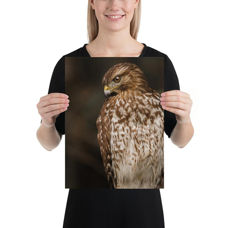 Red Shouldered Hawk - Go Wild Photography [description]  [price]