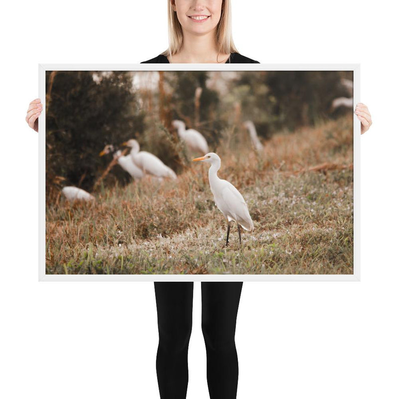 Winter Egret - Go Wild Photography [description]  [price]